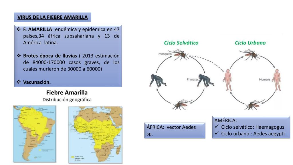 diagnóstico de arenavirus de la diabetes
